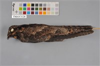 藏品(普通夜鷹)的圖片